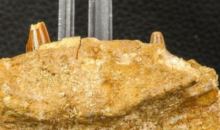 07745 - Top Rare 4.  02 Inch Spinosaurus Dinosaur Partial Right Dentary Bone 8