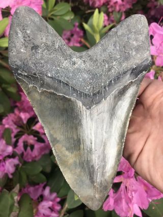 Huge Colorful 6.  49” Megalodon Tooth OVER 1 LB Fossil Shark Teeth 10