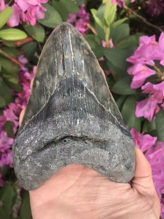 Huge Colorful 6.  49” Megalodon Tooth OVER 1 LB Fossil Shark Teeth 11