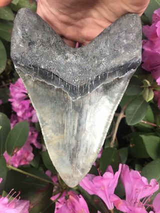 Huge Colorful 6.  49” Megalodon Tooth OVER 1 LB Fossil Shark Teeth 12