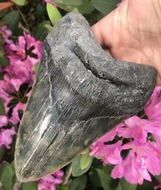 Huge Colorful 6.  49” Megalodon Tooth Over 1 Lb Fossil Shark Teeth
