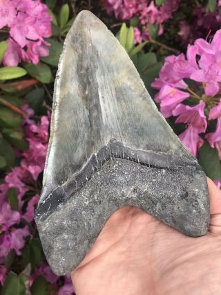 Huge Colorful 6.  49” Megalodon Tooth OVER 1 LB Fossil Shark Teeth 2