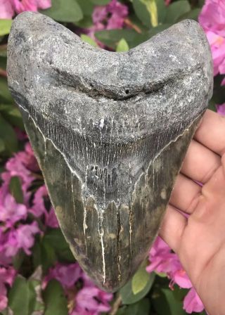 Huge Colorful 6.  49” Megalodon Tooth OVER 1 LB Fossil Shark Teeth 3