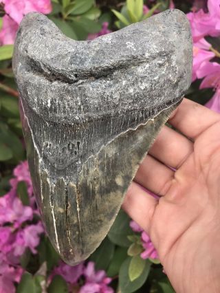 Huge Colorful 6.  49” Megalodon Tooth OVER 1 LB Fossil Shark Teeth 4