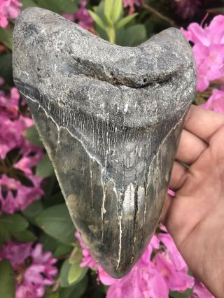 Huge Colorful 6.  49” Megalodon Tooth OVER 1 LB Fossil Shark Teeth 5