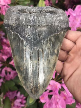 Huge Colorful 6.  49” Megalodon Tooth OVER 1 LB Fossil Shark Teeth 6