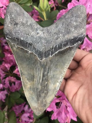 Huge Colorful 6.  49” Megalodon Tooth OVER 1 LB Fossil Shark Teeth 7