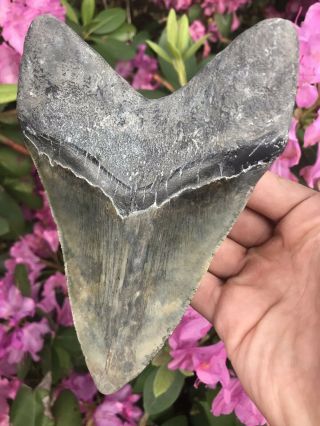 Huge Colorful 6.  49” Megalodon Tooth OVER 1 LB Fossil Shark Teeth 8