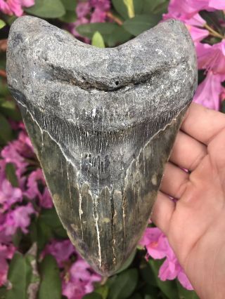 Huge Colorful 6.  49” Megalodon Tooth OVER 1 LB Fossil Shark Teeth 9