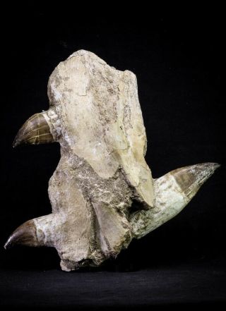 20976 - Top Huge 9.  69 Inch Mosasaur (prognathodon Anceps) Partial Jaw Bone
