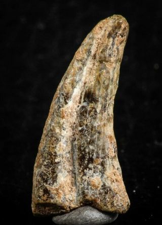 07080 - Top Rare 0.  86  Unidentified Theropod Dinosaur Hand (manus) Partial Claw