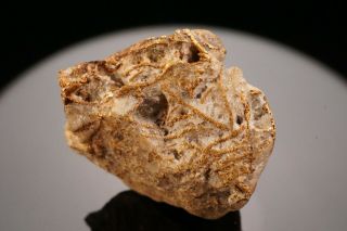 UNIQUE OLD Native Gold Crystal with Quartz GOLDFIELD,  NEVADA 8