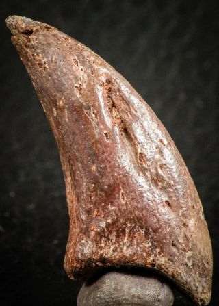 07084 - Top Rare 1.  51  Unidentified Theropod Dinosaur Toe Foot Claw Cretaceous