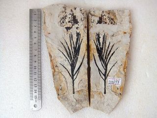 Liaoningocladus Boii Plant Fossil,  Beipiao,  Liaoxi - 70820