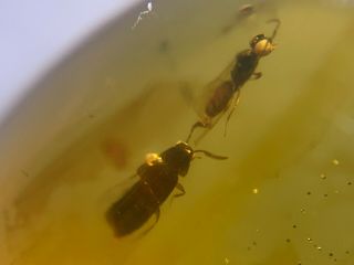 Unique Rove Beetle&wasp Burmite Myanmar Burmese Amber Insect Fossil Dinosaur Age