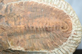 Trilobite Fossil With Stand 2