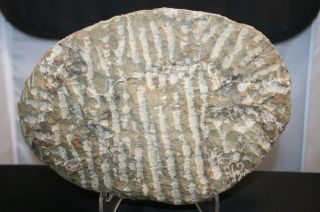 Trilobite Fossil With Stand 4