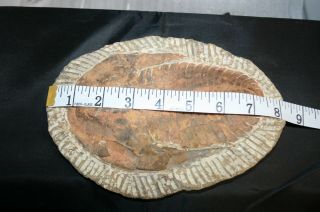 Trilobite Fossil With Stand 7