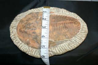 Trilobite Fossil With Stand 8