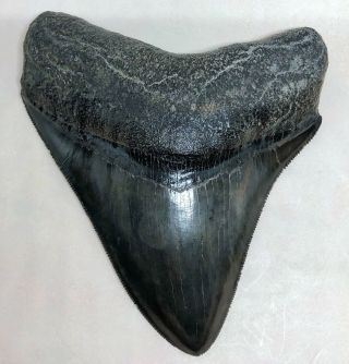 Bizarre Huge Fossil Megalodon Shark Tooth,  Very Large And Wide Posterior