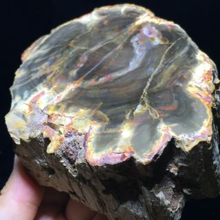 Top Natural Petrified Wood Fossil Crystal Polished Slice Madagascar 758g A6592