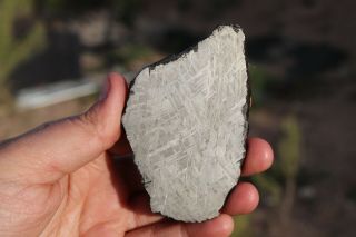 Muonionalusta meteorite etched full slice 114 grams 2