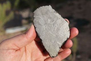 Muonionalusta meteorite etched full slice 114 grams 4
