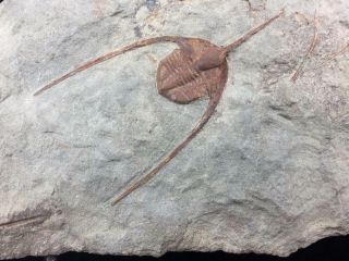 Ampyx (lonchodomas) Trilobite Fossil From Morocco (s5)