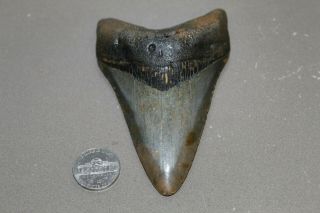 Megalodon Fossil Giant Shark Teeth Natural Large 4.  15 " Huge Commercial Grade