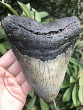 Huge Quality 5.  32” Megalodon Tooth Fossil Shark Teeth