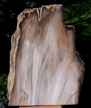 Sis: 6.  3 Lb.  Petrified Driftwood Specimen - Sequoia