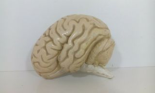 Vintage Human Brain Natural Size Anatomical Papier Mache Plaster Model Anatomy