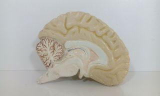 Vintage Human Brain Natural size Anatomical Papier Mache Plaster model Anatomy 2