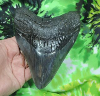 Megalodon Sharks Tooth 5 11/16  Inch Fossil Sharks Teeth Tooth