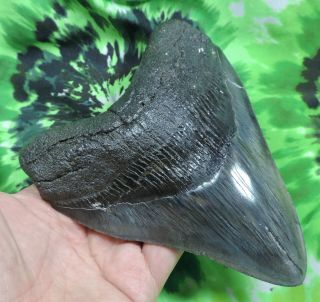 Megalodon Sharks Tooth 5 11/16  inch fossil sharks teeth tooth 2