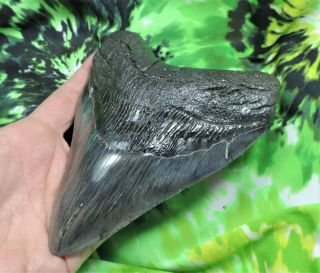 Megalodon Sharks Tooth 5 11/16  inch fossil sharks teeth tooth 3