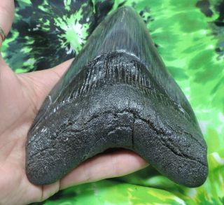 Megalodon Sharks Tooth 5 11/16  inch fossil sharks teeth tooth 4
