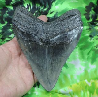 Megalodon Sharks Tooth 5 11/16  inch fossil sharks teeth tooth 5