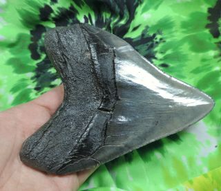 Megalodon Sharks Tooth 5 11/16  inch fossil sharks teeth tooth 6