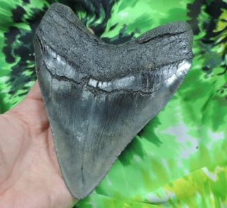 Megalodon Sharks Tooth 5 11/16  inch fossil sharks teeth tooth 7