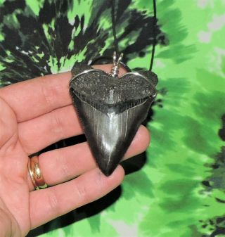 2 5/8  Megalodon Sharks Tooth Necklace Pendant Sharks Tooth Teeth