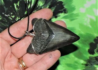 2 5/8  MEGALODON SHARKS TOOTH NECKLACE PENDANT SHARKS TOOTH TEETH 2