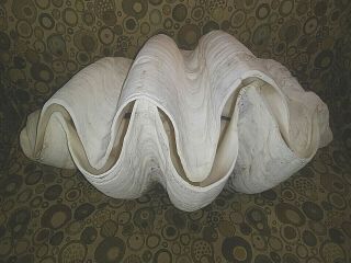 Authentic Giant Clam Shell (tridacna Gigas) Matching Pair - 17 " - No Better Deal