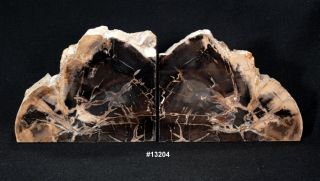 Exquisite Petrified Wood Bookends 14 3/4 " Wide 9 3/8 " High 1 3/4 " Thick 16.  8lbs
