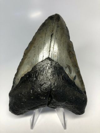 Real 4.  40” Megalodon Fossil Shark Tooth Rare Natural 3551