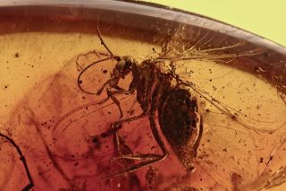 Neuroptera Coniopterygidae Dustywing & Fly Fossil Baltic Amber,  Hq Pic 190115