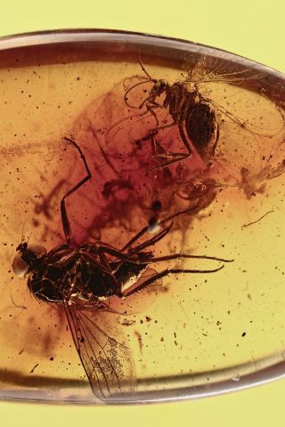 NEUROPTERA Coniopterygidae DUSTYWING & Fly Fossil BALTIC AMBER,  HQ Pic 190115 2