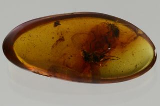 NEUROPTERA Coniopterygidae DUSTYWING & Fly Fossil BALTIC AMBER,  HQ Pic 190115 3