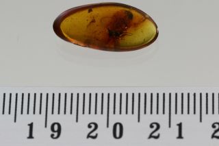 NEUROPTERA Coniopterygidae DUSTYWING & Fly Fossil BALTIC AMBER,  HQ Pic 190115 4