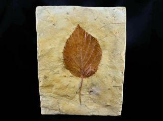 Highly Detailed Davidia Antiqua Fossil Plant Leaf 60 Million Years Old Paleocene
